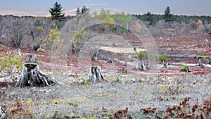 Several dead and cut trees in the open land