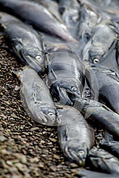 Several dead kokanee fish on beach.