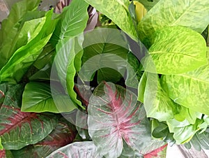 Several decorative leaves made of plastic in various shapes are ready to be used for room decoration