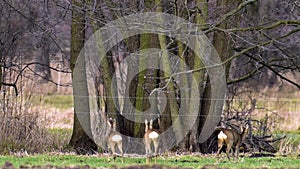 Several deer in a field on the edge of a forest