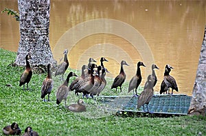 Several Dendrocygna viduata ducks in the grass