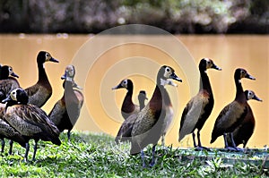 Several Dendrocygna viduata ducks together