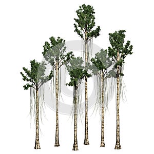 Several different Agarwood trees