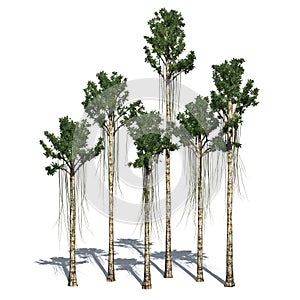 Several different Agarwood trees