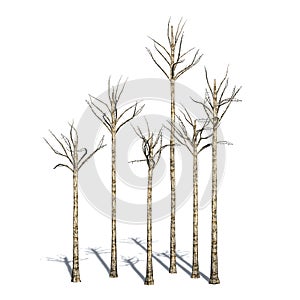 Several different Agarwood trees in winter