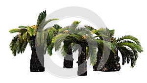 Several different Sago Palms