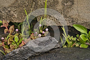 Several different small plants growing on the stone in spring in madeira, Portugal