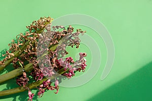 Several dried twigs of pink, yellow hyacinth flower