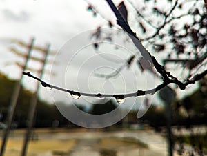 several drops of water on a tree branch on a winter day