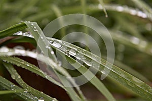 Several drops of water on weed stalks