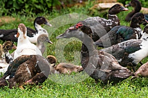 Several ducks rest on ground