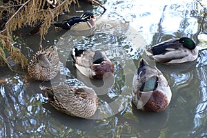 Several Ducks Sleeping in the Shade at a Lake