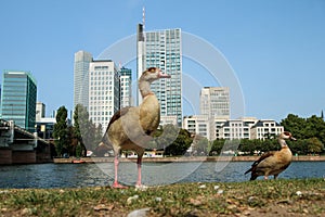 Several ducks standing by the river photo