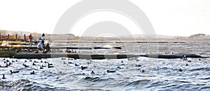 Several ducks swimming in the middle of a river. Animals with feathers. A flock of ducks in the water.