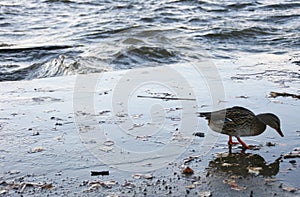 Several ducks swimming in the middle of a river. Animals with feathers. A flock of ducks in the water.