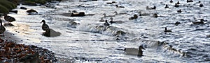 Several ducks swimming in the middle of a river. Animals with feathers. A flock of ducks in the water.