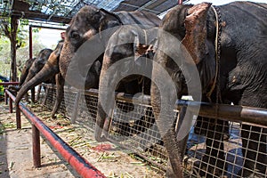 Several elephants show in Phra Nakhon Si Ayutthaya Province, Thailand