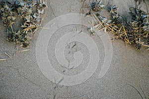 Several embossed imprints of paws of sea bird photo. Seagull prints on yellow grainy sand, Catalonia