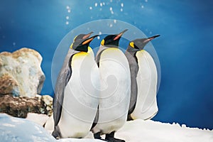 Several emperor penguins in the cold ice
