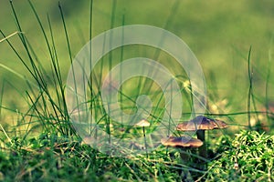 Several fabulous poisonous mushrooms toadstools with brown hats hid in the grass and moss.