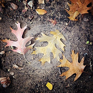 Several fallen oak leaves in different autumn colors lying on dark sandy ground