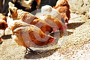 Several farm chickens eating corn in countryside