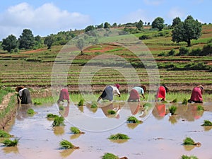 Several farmer women