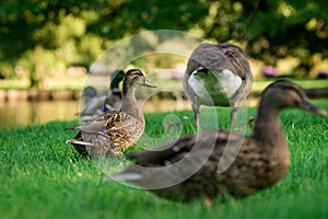 Several female ducks an a goose in a meadow next to a river