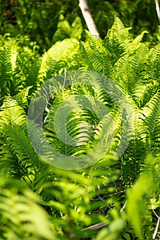 Several ferns next to each other photo
