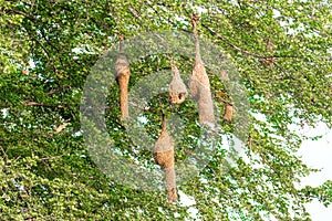 Several finch bird`s nest on a tree