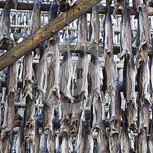 Several fish hung to dry