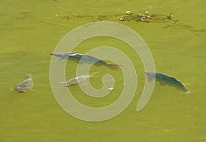 Several fish swimming in the green water
