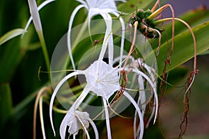 Several flower stalks of Hymenocallis littoralis are pure white, in the afternoon of Daya Baru Village