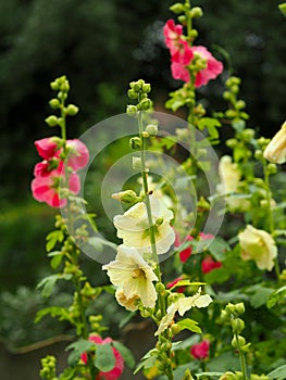 Several flowering mallows of different colors