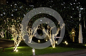 Several flowering trees, decorated with decorative lights. White flowers. Night scene