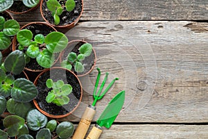 Several flowerpot of home plants. Planting potted flowers and garden tools.