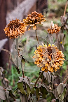 Several flowers of marigolds frozen during the first frost in the fall