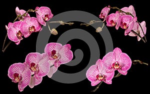 Several flowers pink orchid isolated on black background. Full depth of field