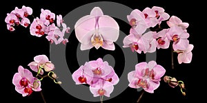 Several flowers pink orchid isolated on black background. Full depth of field