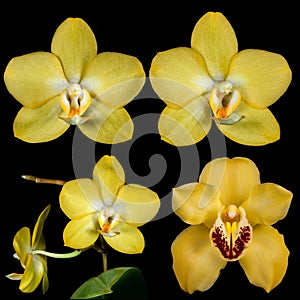 Several flowers yellow orchid isolated on black background. Full depth of field