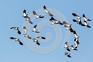 Several flying lapwing birds vanellus vanellus with blue sky