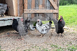 Several Free Range Chickens