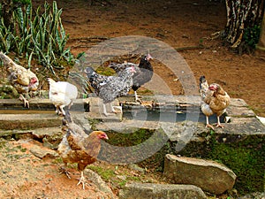 Several free-range chickens, brown, painted, with red beaks, in the farm yard, on the earth and rocks, drinking water from the