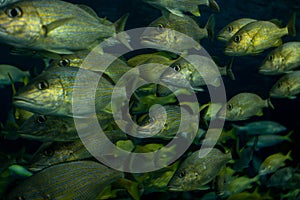 Several French grunt fish swim together in aquarium. photo