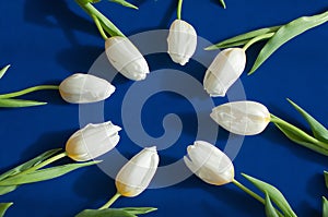 Several fresh white tulips lying in a circle. Deep blue background.