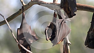 several fruit bats roosting at a camp at katherine gorge