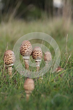 Several fruit bodies of the edible parasol mushroom (Macrolepiota procera)