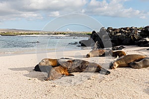 several Galapagos sea lions (Zalophus wollebaeki) lying at shore with white sand