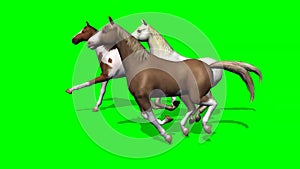 Several Galloping Horses on green screen