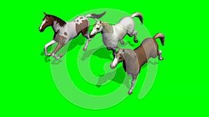 Several Galloping Horses on green screen